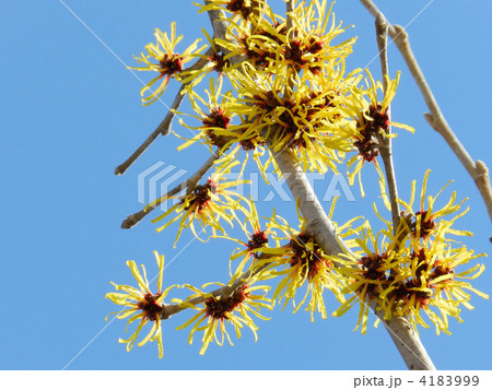 マンサク(満作) マンサク(満作) 4183999