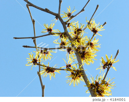 マンサク（満作） 4184001