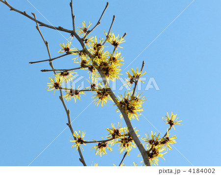 マンサク（満作） 4184002