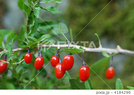 クコ果実 クコ果実 4184290