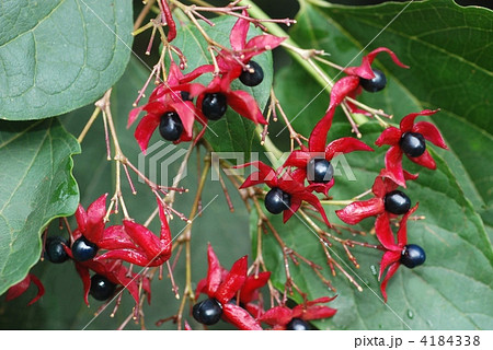クサギ果実 クサギ果実 4184338