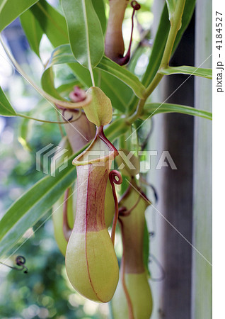 うつぼかずら 4184527