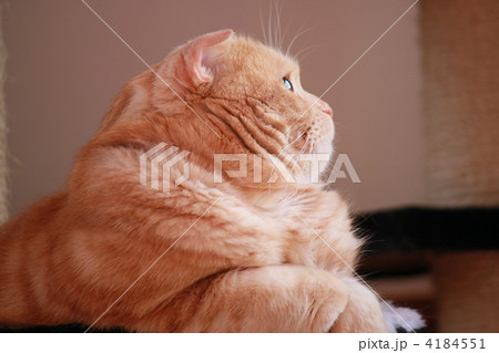 見上げる猫 見上げる猫 4184551