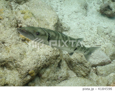 オニカマス 4184596