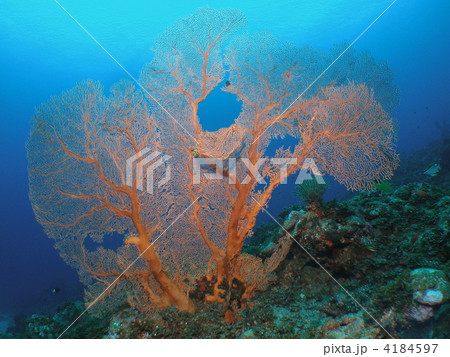 ソフトコーラル 4184597