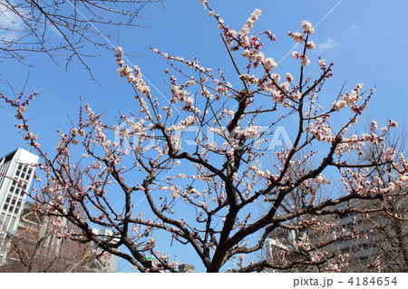 常盤橋公園の梅 4184654