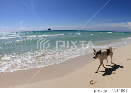 ビーチの犬 4184868