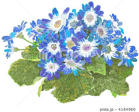 サイネリア 4184960