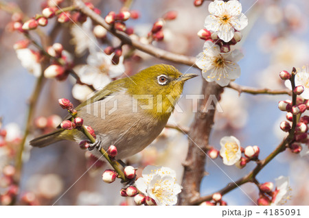 梅に囲まれるメジロ 4185091