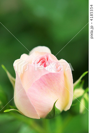 薔薇 4185354