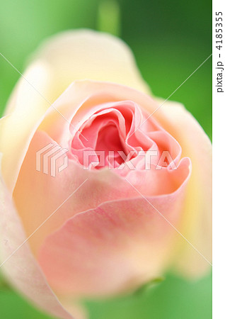 薔薇 4185355