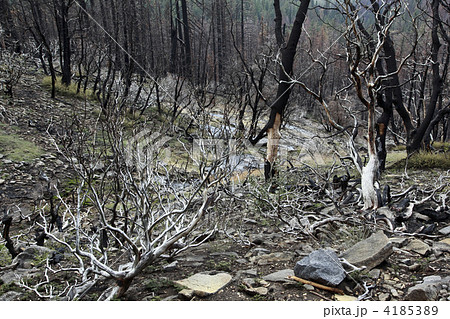 北米の山火事の爪跡 4185389