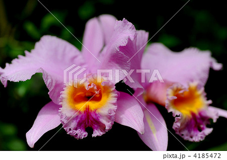 洋ランの女王　カトレヤ 4185472