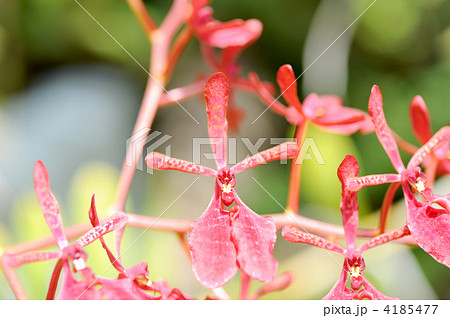 レナンセラ・ストリエイ 4185477