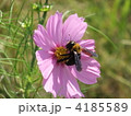 コスモスと蜂 4185589