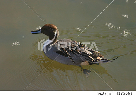 オナガガモ 4185663