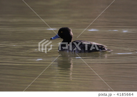 キンクロハジロ キンクロハジロ 4185664