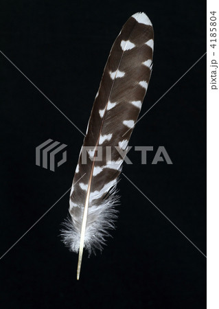 カッコウの尾羽 4185804