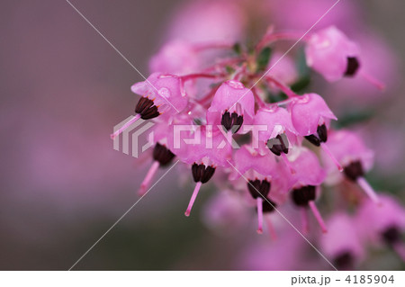 ジャノメエリカ 4185904