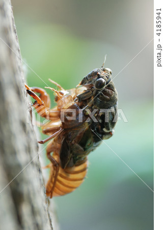 羽化の失敗 羽化の失敗 4185941