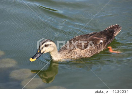 鴨 4186054