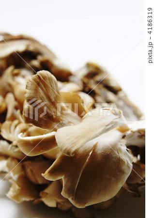 舞茸 4186319