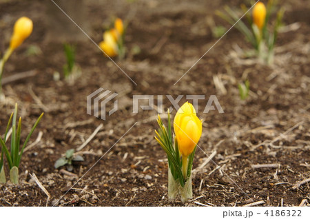 クロッカス 4186322