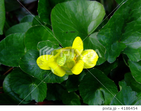 りゅうきんか りゅうきんか 4186454