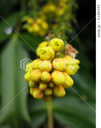 ヒイラギナンテンの蕾 4186493