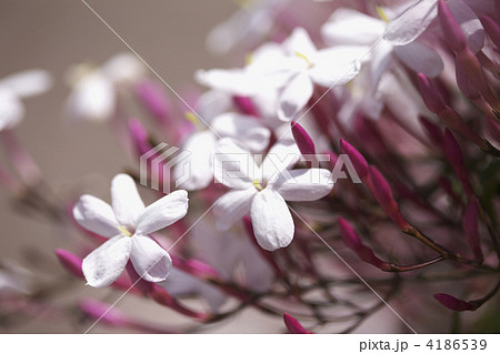 ジャスミンの花 ジャスミンの花 4186539