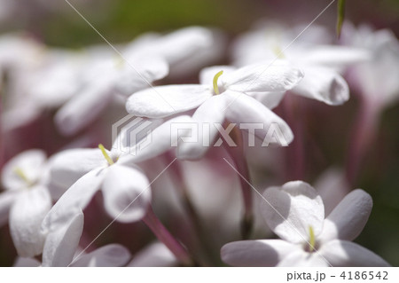 ジャスミンの花 ジャスミンの花 4186542