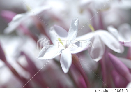 ジャスミンの花 ジャスミンの花 4186543