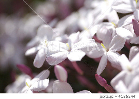 ジャスミンの花 ジャスミンの花 4186544