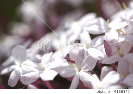 ジャスミンの花 4186545