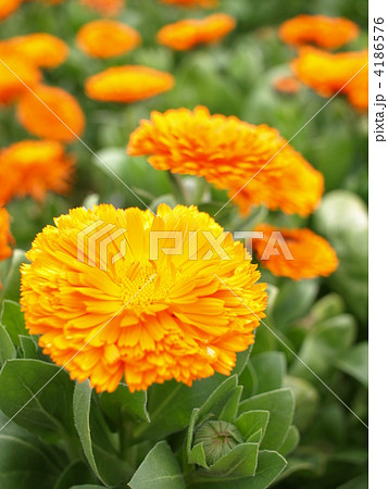 キンセンカ 4186576