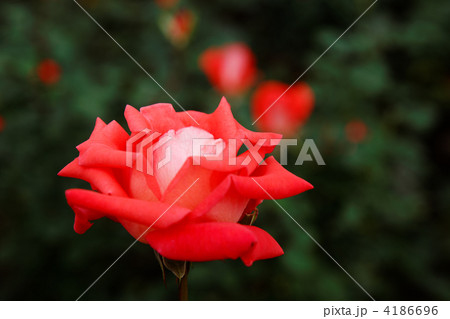 神代植物公園の朱橙色の薔薇の花・ローラ 神代植物公園の朱橙色の薔薇の花・ローラ 4186696