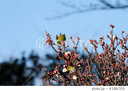小菅西公園の咲き初めの白梅とメジロと青空 小菅西公園の咲き初めの白梅とメジロと青空 4186703