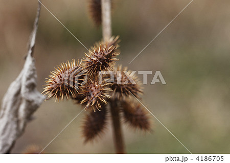 オナモミ 4186705