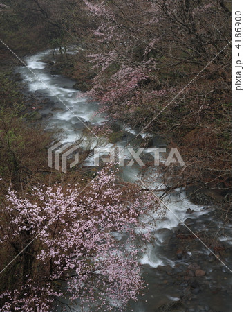 春の瀬音 春の瀬音 4186900