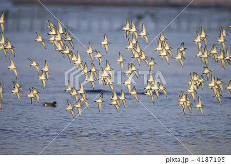 ハマシギ飛翔 4187195