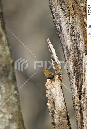 ミソサザイ 4187243