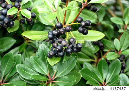 シャリンバイ果実 シャリンバイ果実 4187487