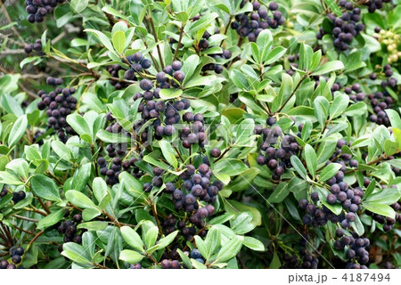 シャリンバイ果実 4187494