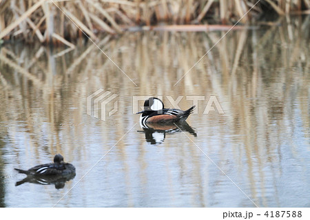 オウギアイサ 4187588