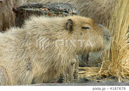 カピパラ 4187676