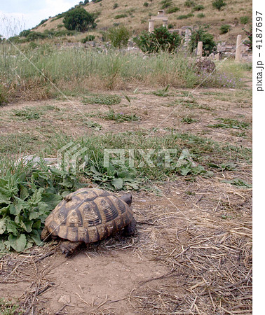 陸ガメ 4187697