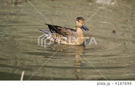 水面をのどかに遊泳するコガモ(メス) 水面をのどかに遊泳するコガモ(メス) 4187698
