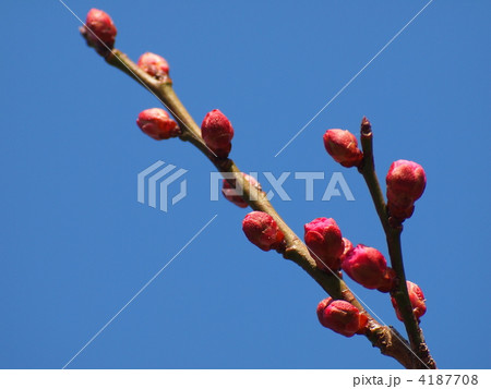 春を待ちかねる紅梅のつぼみ 春を待ちかねる紅梅のつぼみ 4187708
