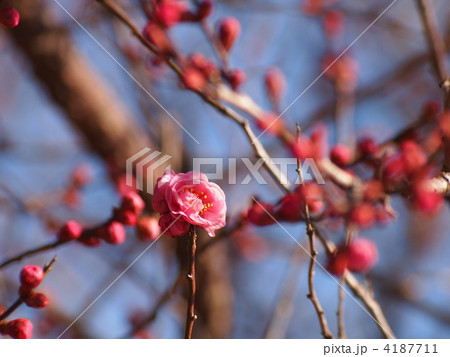 咲き初める紅梅のつぼみ 4187711