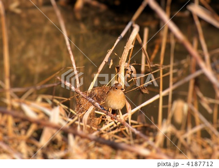 水辺のジョウビタキ(メス) 水辺のジョウビタキ(メス) 4187712